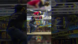 😮‍💨EL SR DE LA PERLA 🔥🐂 vs 🤠 DESOBEDIENTE DE LA COSTA 💪🏼 [upl. by Tsnre]