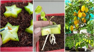 How to grow a carambola starfruit tree from cuttings  Easy gardening [upl. by Lindblad]