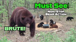 NonStop Bear Hunting Action  a Movie Manitoba [upl. by Novikoff322]