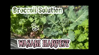 Maximizing Your Garden with Broccoli Solution amp Wasabi Harvest🥦👩🏽‍🌾 [upl. by Eceela]