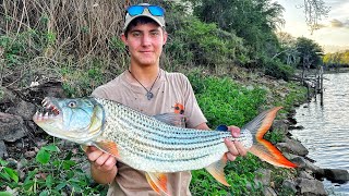 Big Tiger Fish from the Lake After the Flying Ants Came Out [upl. by Ahselrak751]