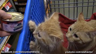 Cute Ginger Kittens Visit PetSmart When the Lights Go Out [upl. by Nesyla891]