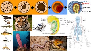 Animal Diversity Sponges Chordates Vertebrates Blastulation Food Chain [upl. by Aicilyt581]