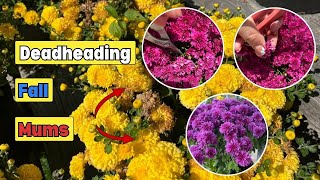 How to Deadhead Mums for Better Longer Blooming [upl. by Arhat]