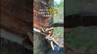 THIS IS HOW NATURAL RUBBER IS EXTRACTED [upl. by Akcired]