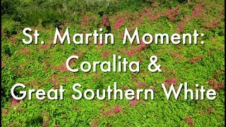 St Martin Moment Coralita and Great Southern Whites [upl. by Ybloc247]