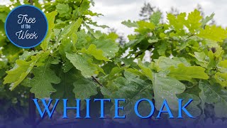 Tree of the Week White Oak [upl. by Ayatal578]