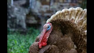 Turkey Gobbling 1 Hour Sound Effect Turkey Noise [upl. by Lehteb]