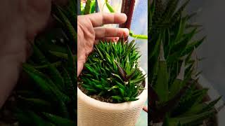 Haworthia easy for beginners Succulent plant succulents plants cactus propagation homegarden [upl. by Tilla]