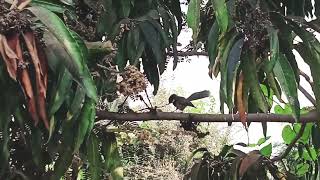 Whitethroated fantail dances gracefully fanning its tail in rhythm [upl. by Paza]