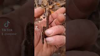 Ww1 german pickelhaube Iron eagle excavation from rigasfrontline metaldetecting deus digging [upl. by Rhyne972]