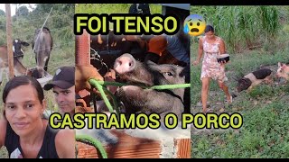 CASTRAMOS UM PORCO  TROCAMOS OS BEZERROS DE PIQUETE DEPOIS DE CASTRADO FUGIRAM NOVAMENTE rural [upl. by Lerrej]