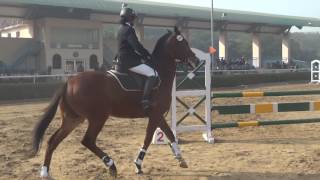 Kavitha  ShowJumping Junior National Equestrian Championship New Delhi  2016 2017 [upl. by Ikram]