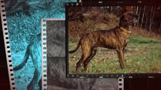 Plott Hound  dog  plott hound stud dogs [upl. by Narat]