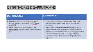 Difference bw Detritivores amp Saprotrophs apbiology ibbiology neetbiology ecology exam [upl. by Doralynn]