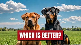 Rottweiler vs Rhodesian Ridgeback  Whos the Ultimate Guard Dog  Dog Breeds  Cane Corso [upl. by Libenson]