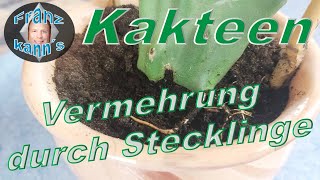 Kakteen durch Stecklinge vermehren [upl. by Murrah]