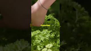 Grow Your Own Kitchen Herb Garden in 30 Seconds [upl. by Beberg]