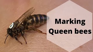 Marking carniolan queen bees queen breeding part 5 carnica queenbee [upl. by Ysdnil185]