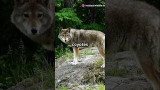 Top 5 Fascinating Facts About Coyotes [upl. by Ittocs143]