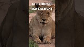 LIONS PREPARE FOR THE HUNTYouTube wildlifeantics incrediblewildlife lion [upl. by Rehtaeh]