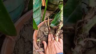 Repotting pink syngonium plants ytshort youtube viral [upl. by Astor869]