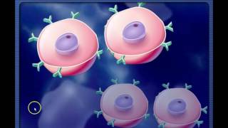 Basics of Cell Mediated and Antibody mediated immune responses [upl. by Johann]