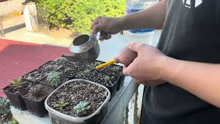 Watering and Propagation Tips for Healthy Growth [upl. by Andra]