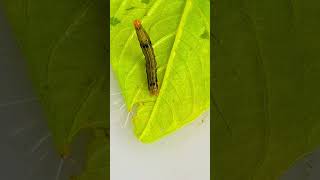 A MOTH CATERPILLAR moth caterpillar [upl. by Aubert]