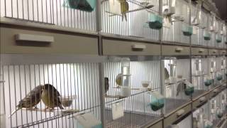 LED lights in Gloster canary breeding cages wwwAvicultuurLEDnl [upl. by Enelrak]