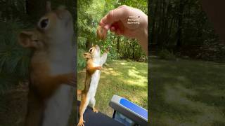 The first red squirrel to catch a walnut😯🌰🐿️ squirrelwhisperer Squirrelette [upl. by Albertson]