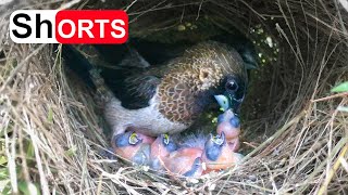 Parents Regurgitate Food for All 4 Chicks – Munia Birds Feeding Babies So Long Time [upl. by Xad]