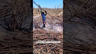 Why farmers burn sugarcane fields shortsvideo [upl. by Armstrong]