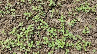 stevia ki nursery 100 Germination Wala Seed Ke Liye Sampark karen [upl. by Spike]