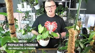 How to propagate syngonium  One of the most common of all aroids [upl. by Asinet]