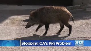 Stopping Californias Wild Pig Problem [upl. by Nahtahoj105]