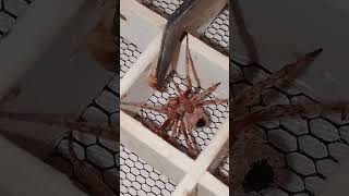 Umaayaw Kapa kakain Karin pala 😱 gagamba spider [upl. by Niawtna823]