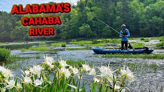 Fishing Alabamas Scenic River Loaded [upl. by Goldy278]