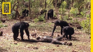 Aftermath of a Chimpanzee Murder Caught in Rare Video  National Geographic [upl. by Ecidnac]