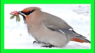 Bohemian Waxwing Song Bohemian Waxwing Voice Singing  Ampelis Europeo Canto  Bombycilla Garrulus [upl. by Hanni]