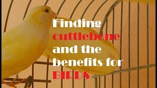 Finding and preparing Cuttlebone for my canaryThe great benefits for birds [upl. by Leach]