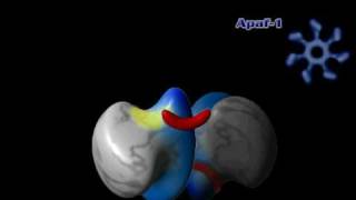 Apoptosis and Caspase7 Ch1 Rate My Science [upl. by Mossman]