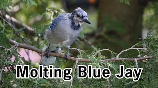 Molting Blue Jay [upl. by Aveline842]