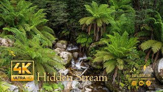 Hidden Stream 2 Hours Relaxing Water Sounds  Sleep  Study  Meditation [upl. by Kcirednek]