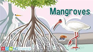 Mangroves – Guardians of the Coast [upl. by Yelsel]