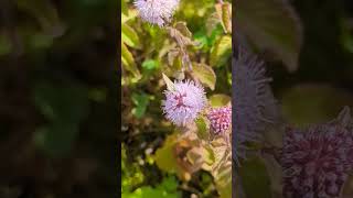 A female Common Blue butterfly feeding on Water Mint [upl. by Nahk]