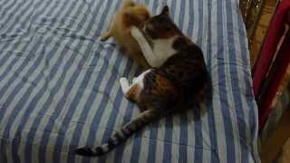 Cat plays with Pomeranian puppy [upl. by Ranee]