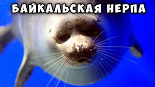 Байкальская нерпа  потрясающее животное Baikal seal  nerpa [upl. by Lamrert]