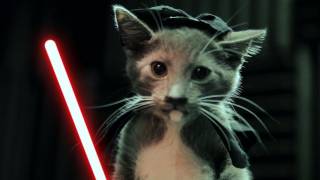 Jedi Kittens Strike Back [upl. by Anirtek]