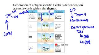 CellMediated Cellular Immunity aka Tcell immunity  Physiology amp Immunology [upl. by Glenn927]